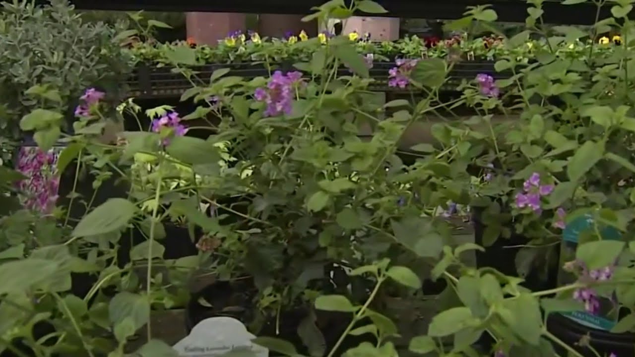 Houston Freeze alert How to protect your plants YouTube