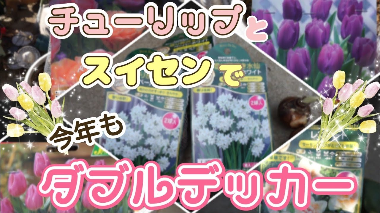 球根】水仙とチューリップを植えました【ダブルデッカー】 - YouTube