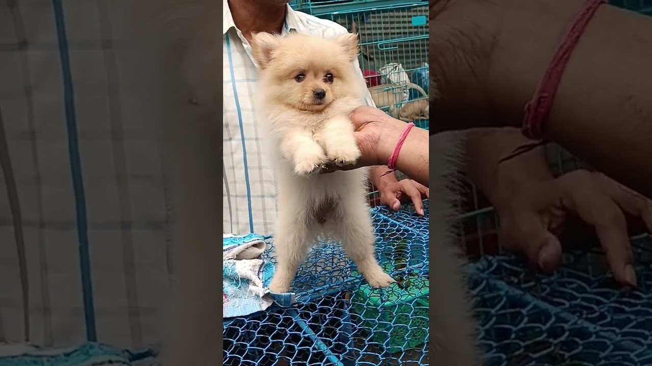 Super cute culture pom puppy for Rs.9K