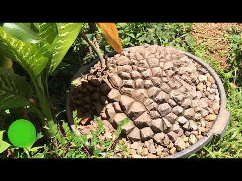 Video: Qué es una planta de tortuga: cómo cultivar plantas de tortuga en interiores