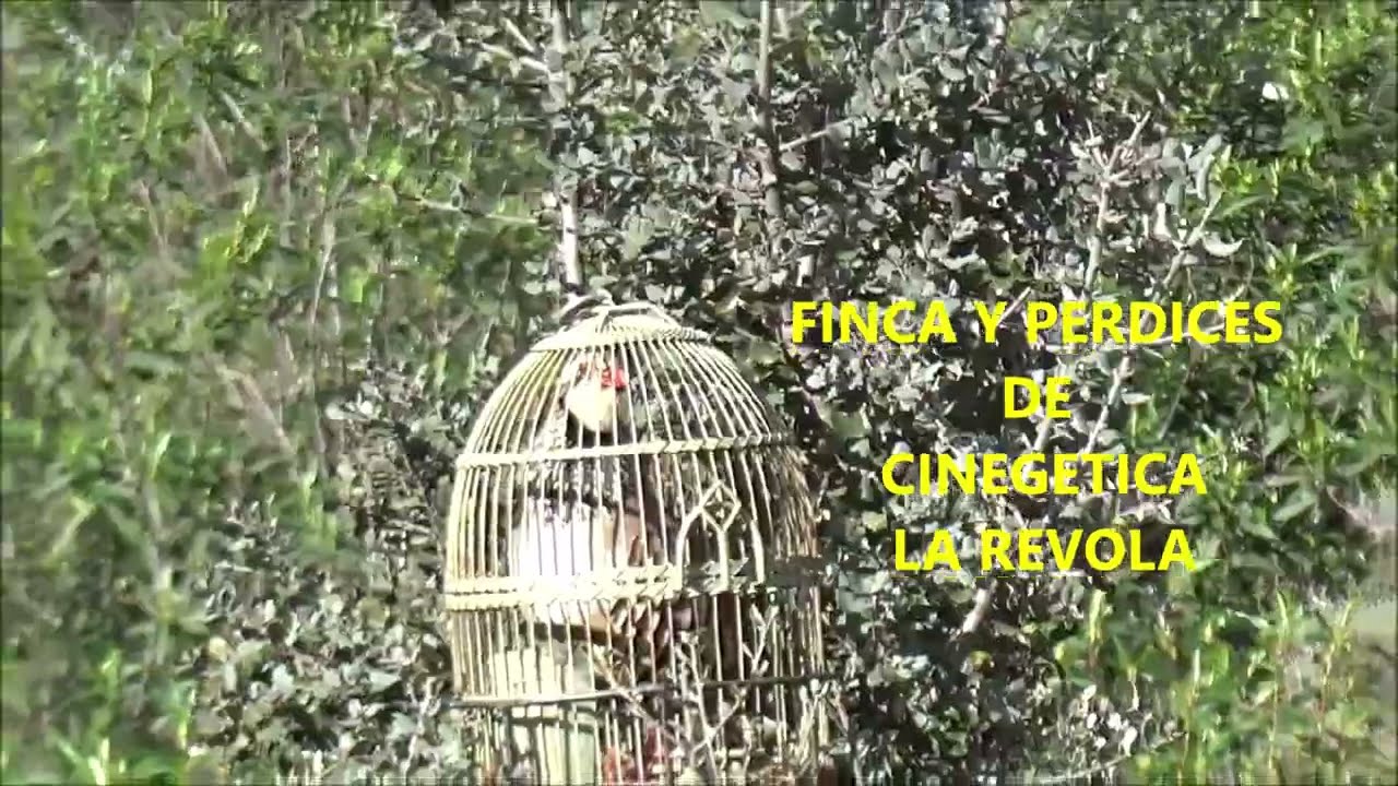 TALAVANTE  PAJARO DE UN GRAN AMIGO AL QUE LE DEDICO EL VIDEO