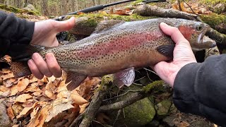 Fly Fishing//NH//Early Spring//Rainbow Trout 