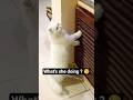What's she doing ? 🧐 #cat #viral #trending #funny #catlovers #shortsviral #relatable #like #share