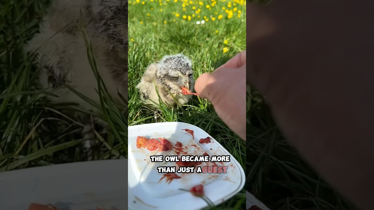 The Heartwarming Bond of a Man and His Owl 🦉❤️ 