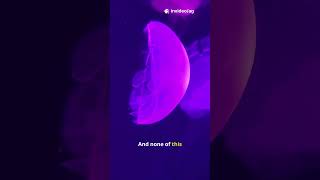 Телескоп JWST обнаружил рекордно далёкую галактику Медуз! #JWST #ГалактикаМедуз #КосмическиеОткрытия