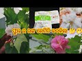ଫୁଲ ର ରଙ୍ଗ ବଦଳିଲା 🪷|| online ରୁ ଆସିଲା କେତେ ସାରା seeds || situ lifestyle and gardening 🌿