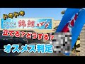【運命の判定】立て鯉3匹をオスメスチェック!inこやのせ錦鯉