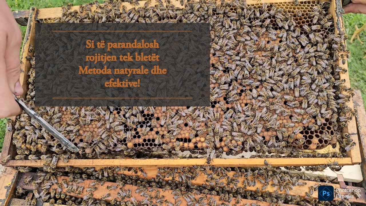 Si të parandalosh rojitjen tek bletët – metoda natyrale dhe efektive!