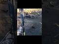 Охота на диких кабанов с традиционным луком #wildlife #hunting #chasse #охота