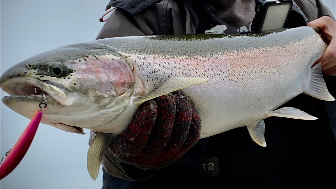 January 2023, Chicago winter steelhead smash on a Jason special custom…catch and cook (steelhead)!