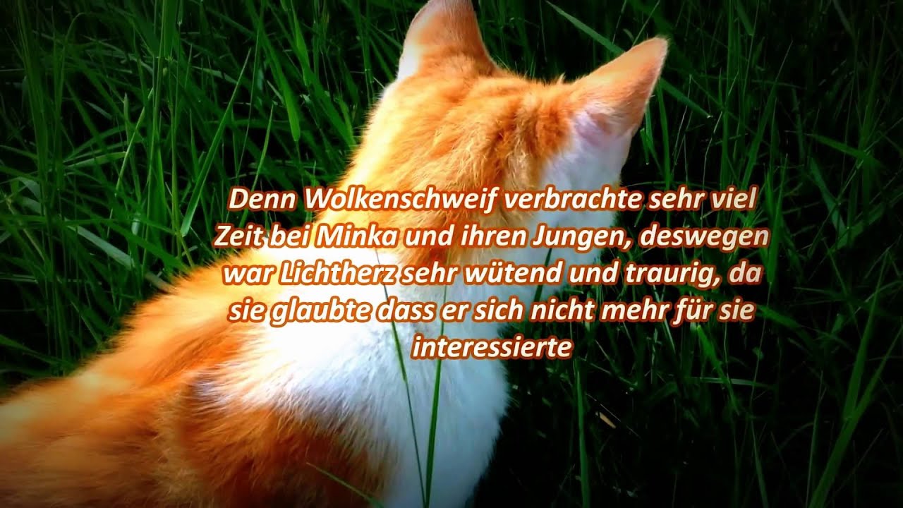 Warrior Cats Lichtherz (mit echten Katzen) Teil 3
