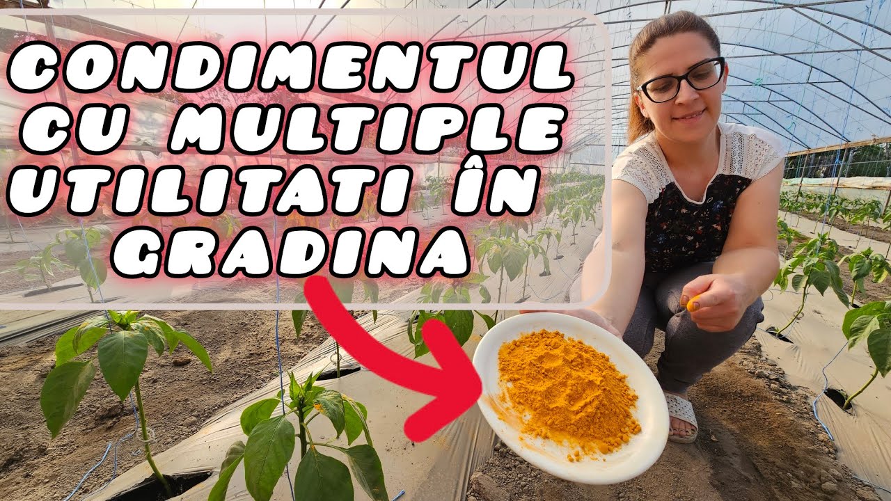 Condimentul care ne salvează gradina Aurul din bucatarie