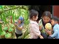 350kg+ giant long beans harvesting process – Cooking fried fish, boiled beans for Nhi & Khoi