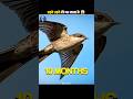 Which Bird Flies the Longest 😱