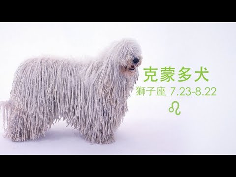 《狗狗12星座》獅子座：克蒙多犬