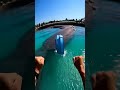Waterslide into pool full of giant fish #funny #memes