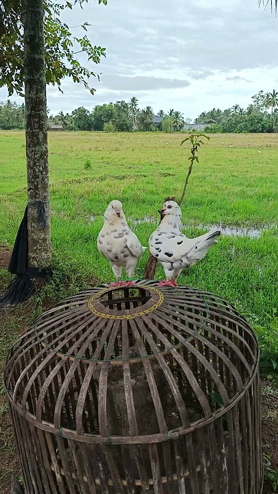 merpatihias#shoking#tinger#firal#vidio#pigeon#fypシ゚viral#youtubeshorts