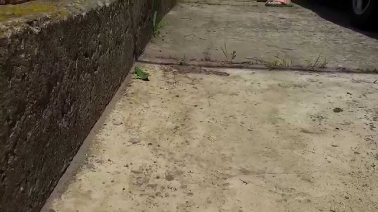 Кот играется с ящерицей (часть 1)/Cat playing with a lizard (Part 1)