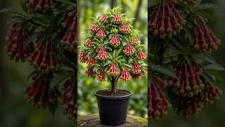 How To Grow Clove Plant at Home 🌱 | Easy Clove Growing Tips for Beginners #ClovePlant #GrowClove