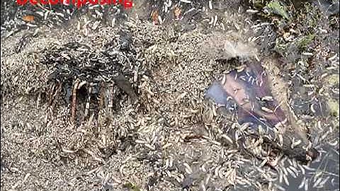 Energy Flow in Ecosystems