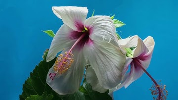 Adrian Bejan: 2018 Benjamin Franklin Medal in Mechanical Engineering