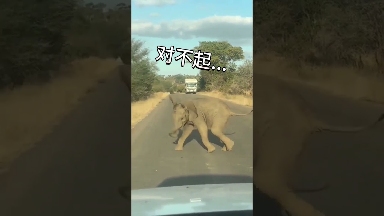是两脚兽!交路费! #动物 #配音 #shorts #可爱 | MYViki