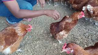 UFUGAJI KUKU WA MAYAI KISASA (LAYERS)