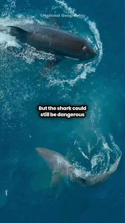 Orca Defeats Great White Shark With One Blow