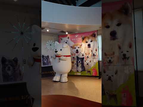 ハチ公101年生誕祭  20241110  お客さんを待つはちくん