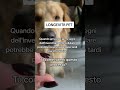 #micoterapia #prevenzioneanimale #rimedinaturali #benesserenaturale #animalidomestici