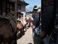 Donkeys on Everest Base Camp Trek