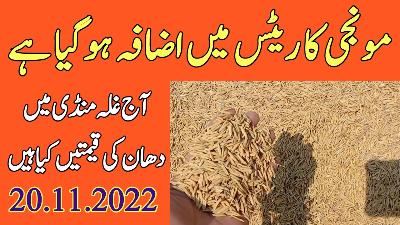 Today Monji Price In Pakistan Dhan Ka Rate AJ Ka YouTube today-monji-price-in-pakistan-dhan-ka-rate-aj-ka-youtube