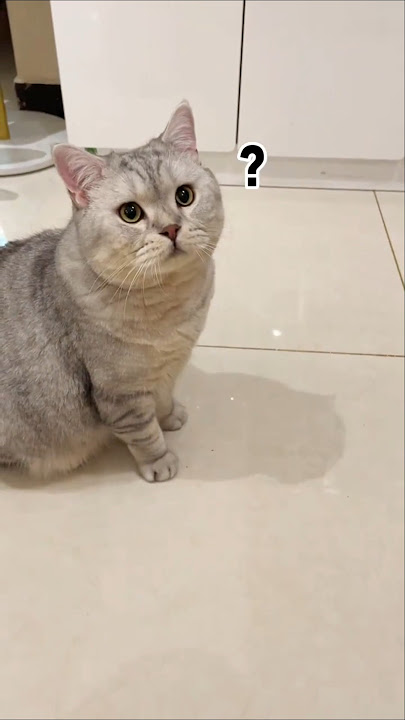 Babu kaget karena berat badan Kucingnya sampai 7kg 😱 #shorts #kucing