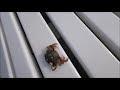 #95 Wispertravel mit Pössl 2023 Heute Büsum, St Peter Ording, Leck, usw