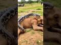 Snakes Thought They Were Untouchable… Until These Animals Appeared 😨#shortvideo #viralvideo