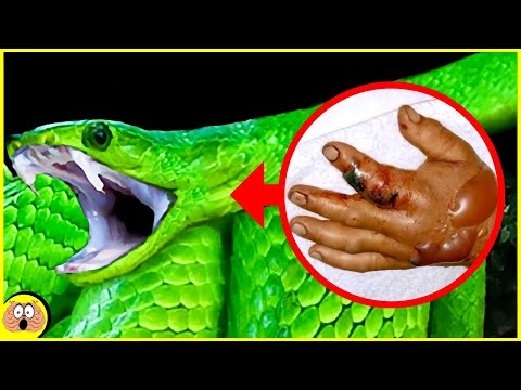 Video: Wat zijn de meest giftige slangen ter wereld: foto's, namen