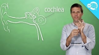 What Happens When You Hear Ringing In Your Ears?