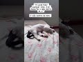 #viral #gatos #cat #cats #catshorts #pets #petslovers #petsfofinhos #catvideos ##petlover