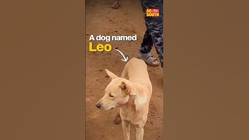 Wayanad Landslides: When Leo the Dog met his human after 6 days | SoSouth