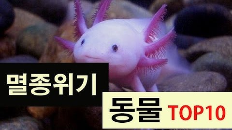 (랭킹박스) 세계 멸종 위기 동물 TOP 10