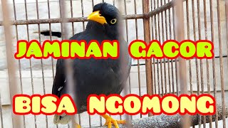 jaminan gacor dan bisa ngomong