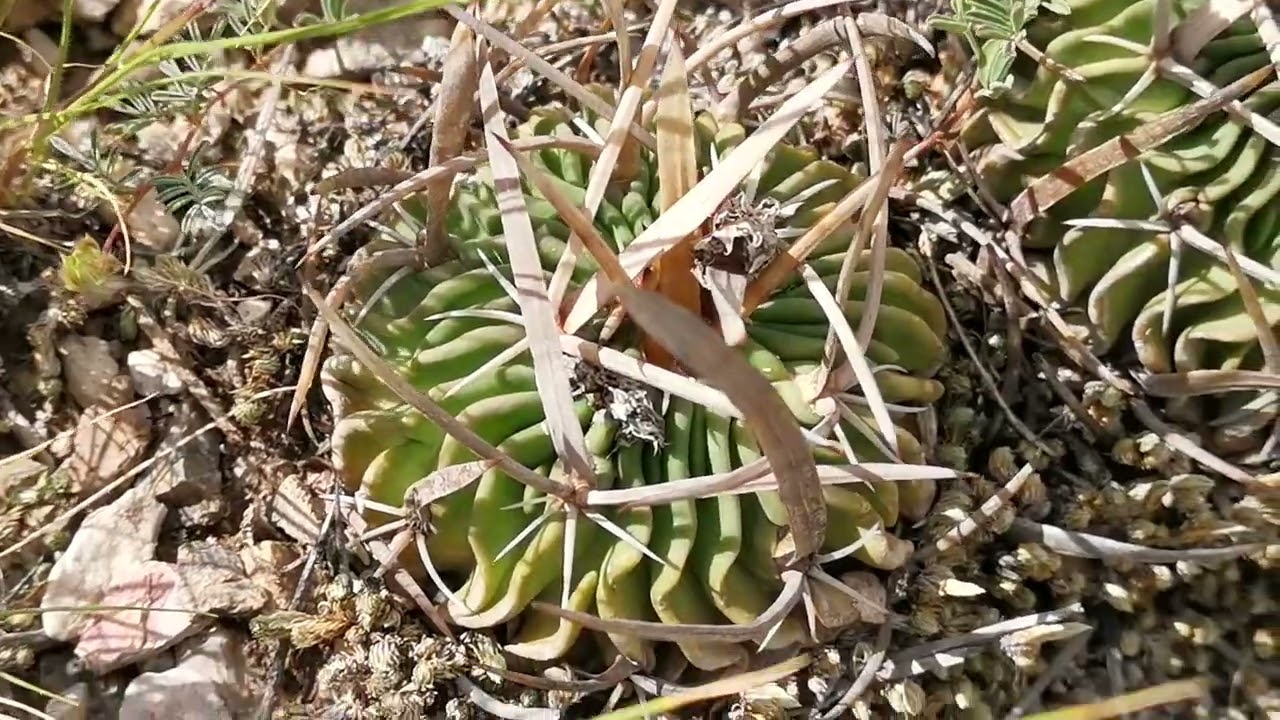 Cactáceas en Hábitat: Echinofossulocactus dichroacanthus (stenocactus crispatus) (San Luis Potosí)