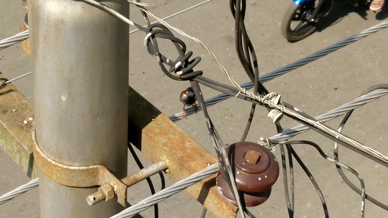 The Electric Shock Proof Bird Really Amazing YouTube