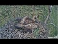 Latvian Golden Eagles / LVM Klinšu erglis  ~ Spilve &amp; A Male Visit Her Old Nest! 💕 5.30.24