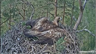 Latvian Golden Eagles / LVM Klinšu erglis ~ Spilve & A Male Visit Her Old Nest! 💕 5.30.24
