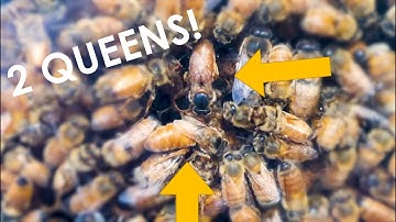 Amazing things to see in the SpyHive™