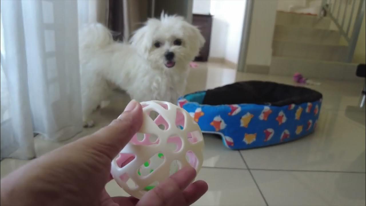 How to improve possessive aggression in dog 🩺🐶 YouTube