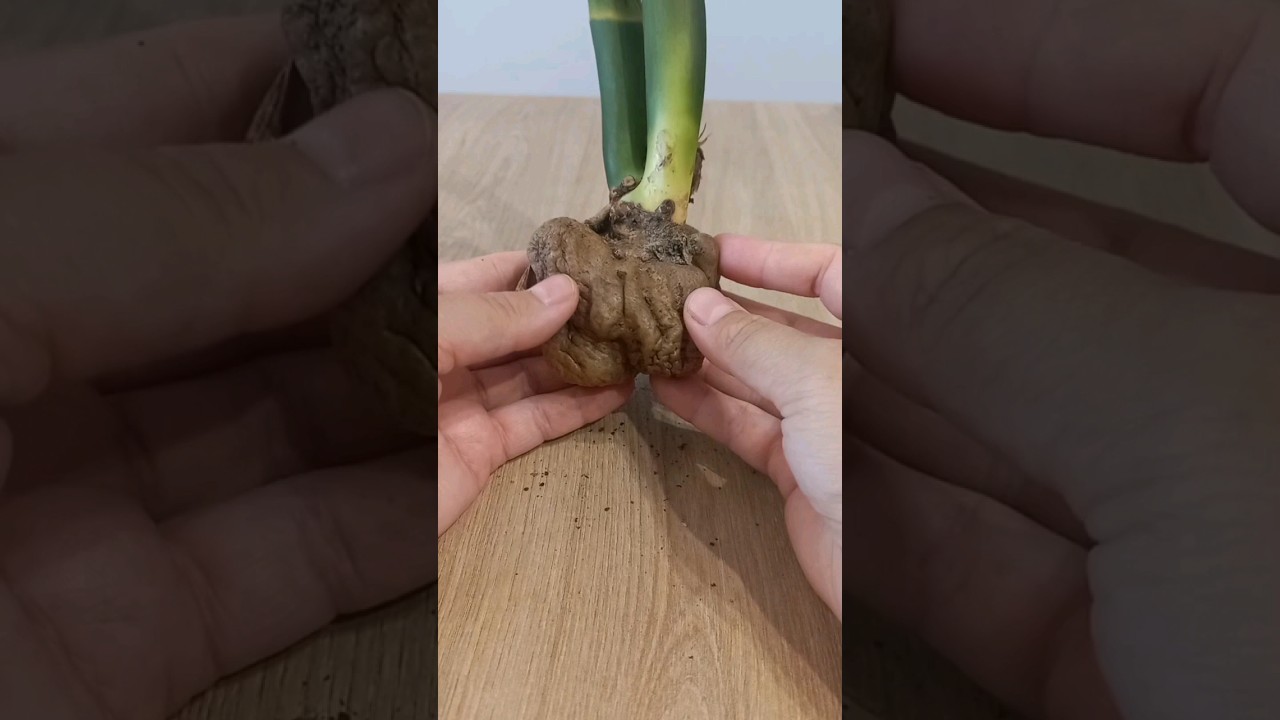 Замиокулькас БЕЗ КОРНЕЙ и ЛИСТЬЕВ. Буду пробовать спасать.