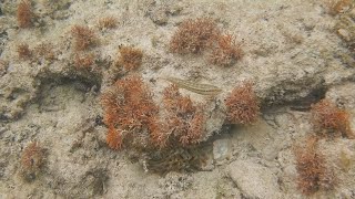 Tool use by a slippery dick fish in South Caicos Island #4