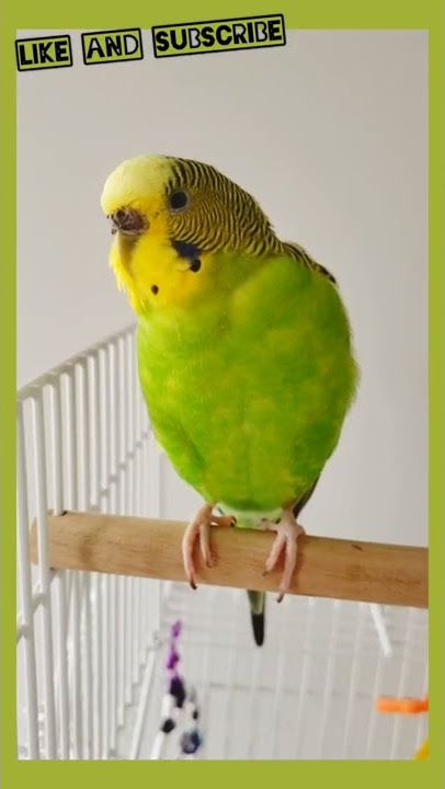 Burung Parkit Betina yang Paling Cantik Berkicau dan Bernyanyi!